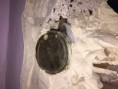 /album/remiszto-kepek/villanyszereles-hazilag-jpg/